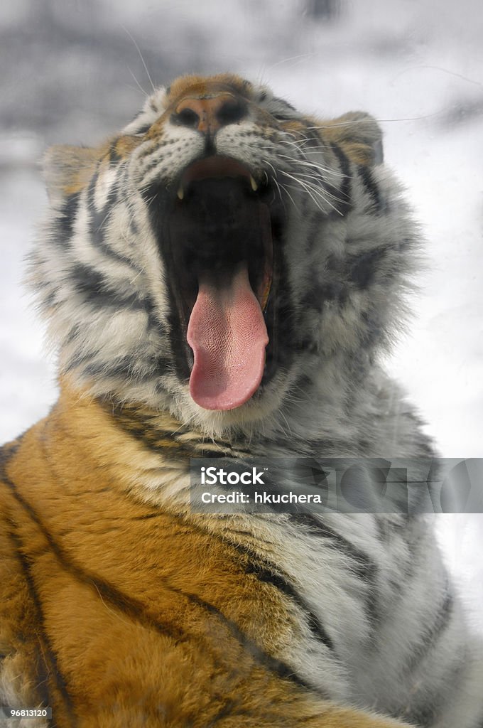Amur Tiger (Panthera tigre Yawns altaica - Photo de Animaux à l'état sauvage libre de droits