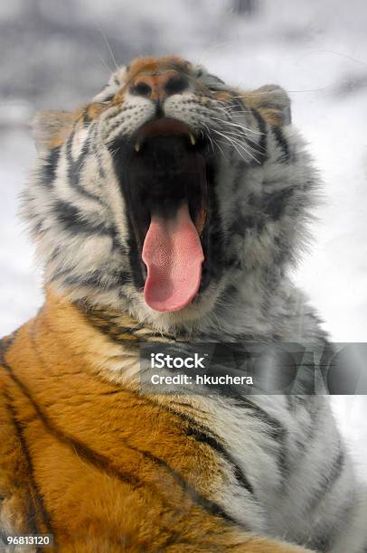 Photo libre de droit de Amur Tiger Panthera Tigre Yawns Altaica banque d'images et plus d'images libres de droit de Animaux à l'état sauvage - Animaux à l'état sauvage, Bâiller, Content