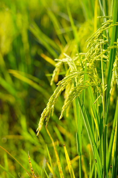 istock Close up of Paddy rice field green grass. 968132008