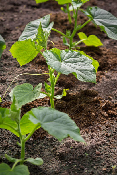 istock young cucumber seedlings in the ground 968133966