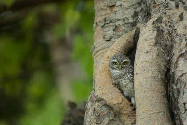 istock Spotted owlet,Athene brama, Lovely owl 968137416