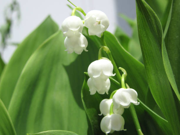 istock Lily of the valley 968148432