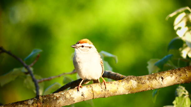 istock Familiar sparrow on a branch with a green background 968150980