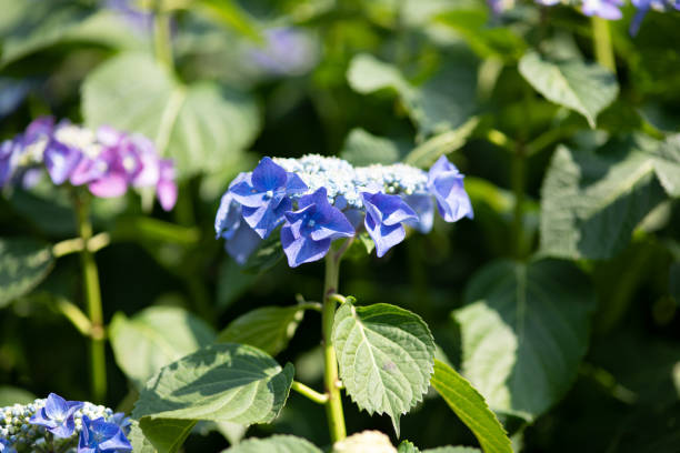 istock close-up of purple hydrangea flower 968151024