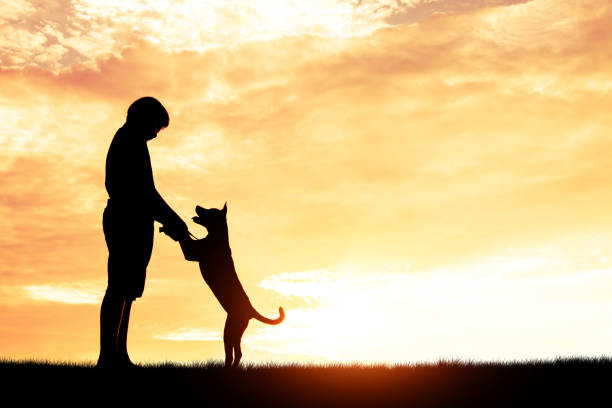 istock Silhouette child playing with dogs, Concept play with dog. 968153230