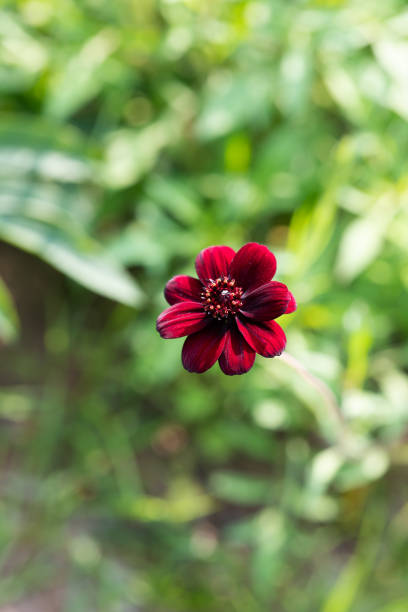 istock close-up of chocolate cosmos flower 968153358