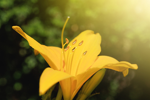 Yellow flower of lily growing in the garden, close-up. Summer flower in sunrise background. Lily flower of yellow color blooming in the summer garden.