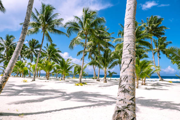 looking through tropical palm trees on a white sand beach on a sunny day towards the south pacific ocean. photographed on upolu island, samoa. - south pacific ocean island polynesia tropical climate imagens e fotografias de stock
