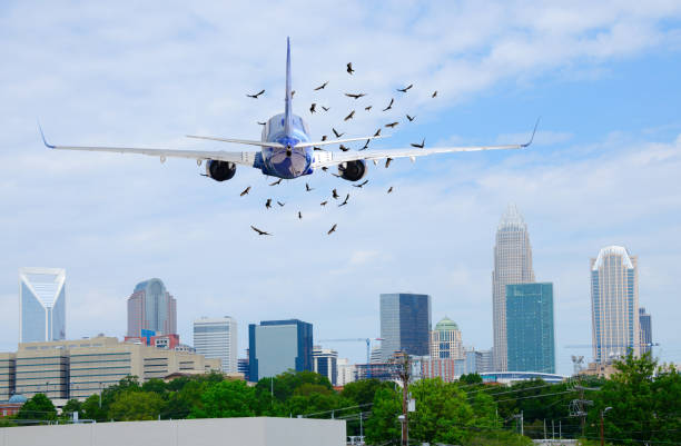 Passenger jet airliner plane with birds in front of it on when taking off stock photo