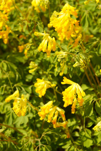 Corydalis lutea or yellow fumitory or yellow corydalis plant with green Corydalis lutea or yellow fumitory or yellow corydalis plant with green corydalis lutea stock pictures, royalty-free photos & images