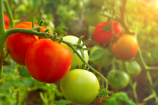 closeup on ripe and green tomatoes growing on vine in greenhouse, toned