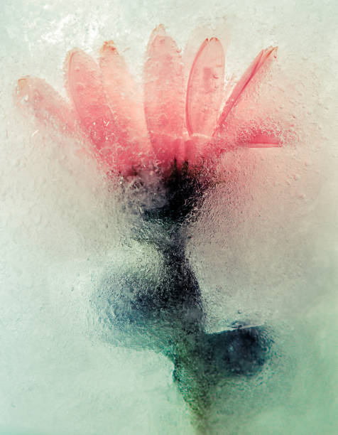 gerbera in ice cube