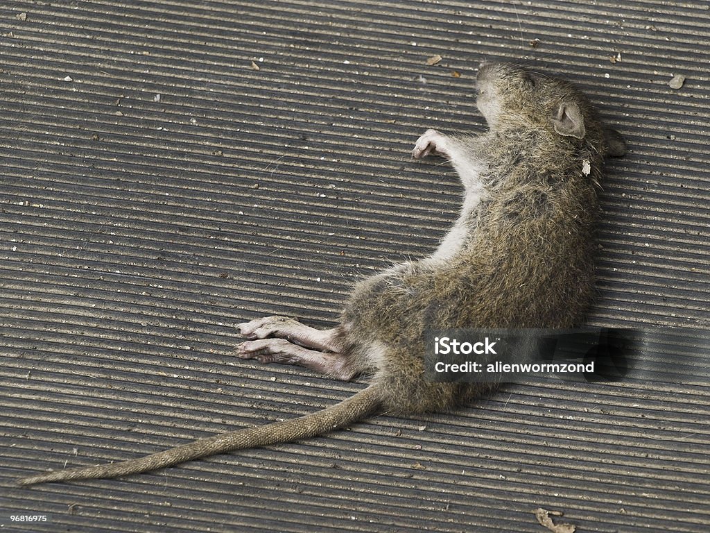 Caído ratón - Foto de stock de Ratón - Animal libre de derechos