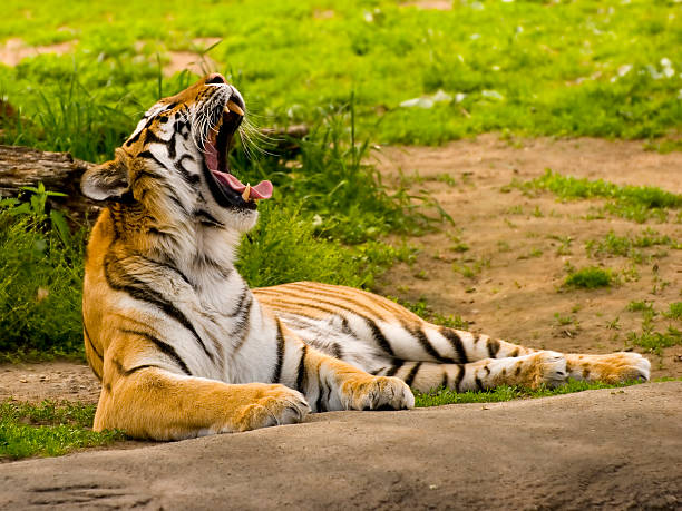 Tiger at the zoo  snarling photos stock pictures, royalty-free photos & images
