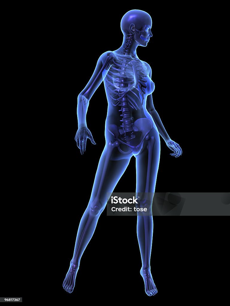 X-ray illustration of female human body and skeleton.  3D Scanning Stock Photo