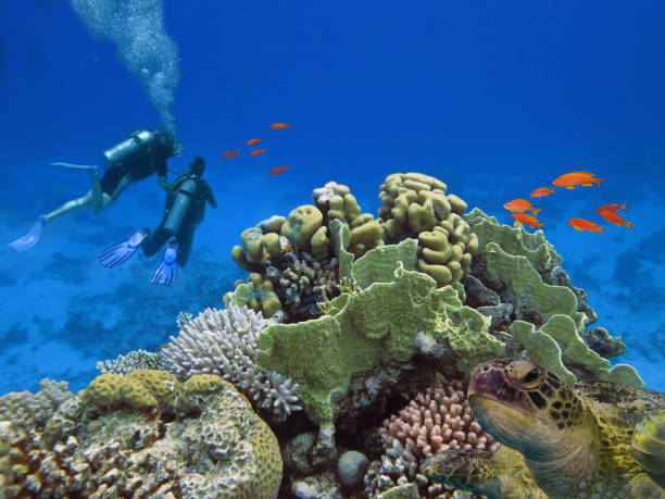 istock Divers and big sea turle underwater 968173826