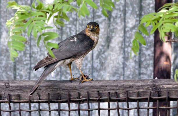 istock Sparrowhawk looks at the photographer 968174140
