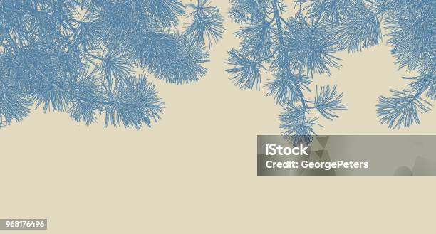 Ponderosa Pine Branches Background Stock Illustration - Download Image Now - Forest, Pine Tree, Beauty In Nature