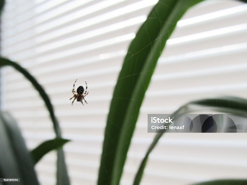 A spider on a window in a web A spider on a window in a web. Insect in the house. Spider Stock Photo