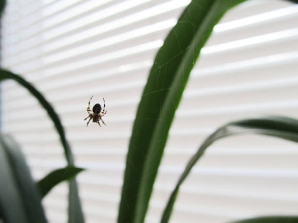 A spider on a window in a web A spider on a window in a web. Insect in the house. spider stock pictures, royalty-free photos & images