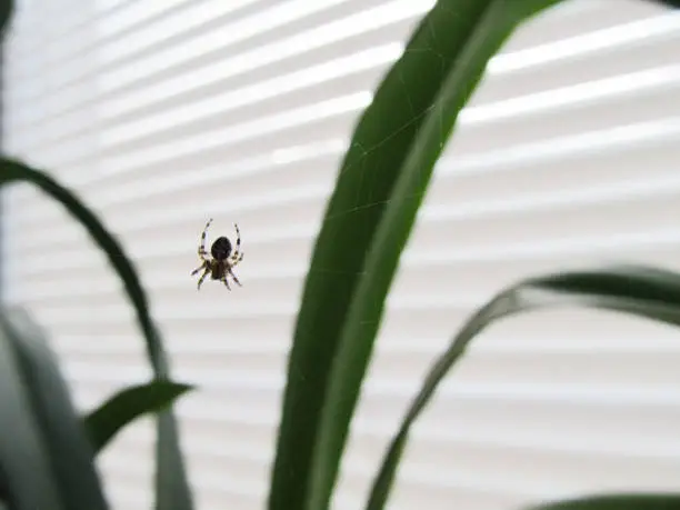 A spider on a window in a web. Insect in the house.