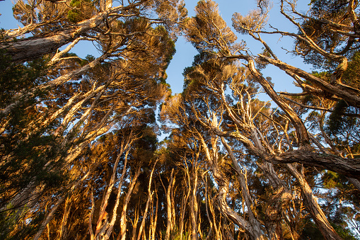 View of trees bathed in sunlight at sunrise, Table Cape, north west Tasmania, AustraliaView of trees bathed in sunlight at sunrise, Table Cape, north west Tasmania, Australia