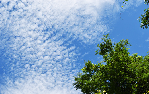 Bushes of green leaves with Cirrocumulus cloud on blue sky in background