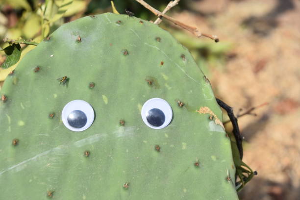 istock A leaf of a cactus with eyes 968197398