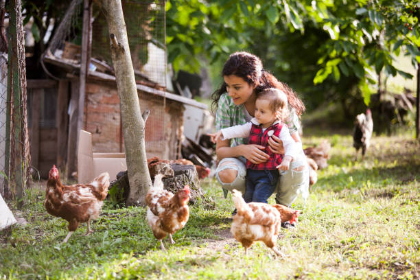 istock mother and daughter having fun at chicken farm 968197432