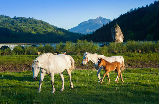 beautiful horse in nature, Romania