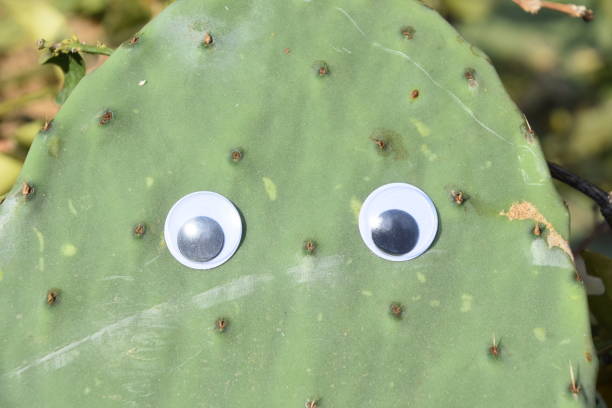 A leaf of a cactus with eyes