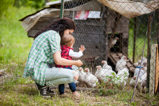 istock mother and daughter having fun at chicken farm 968214356