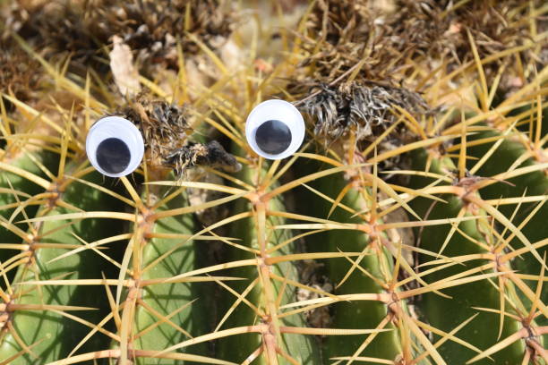 istock A leaf of a cactus with eyes 968229396