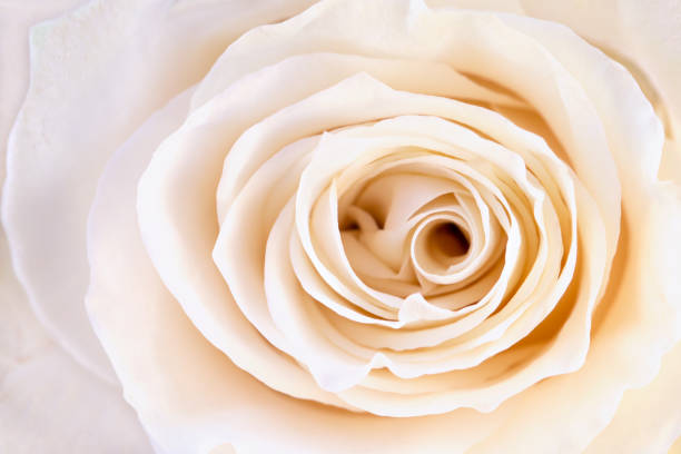 istock Tender petals of white rose. 968229608