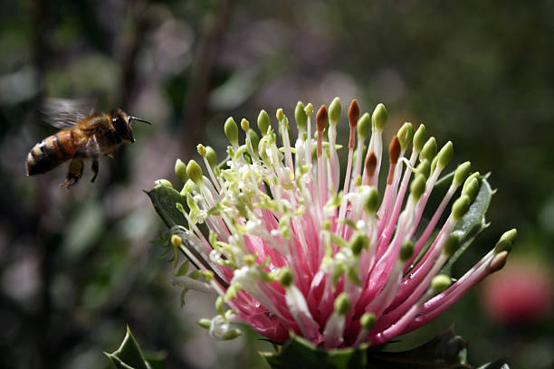 fósforo banksia y abeja - 4758 fotografías e imágenes de stock