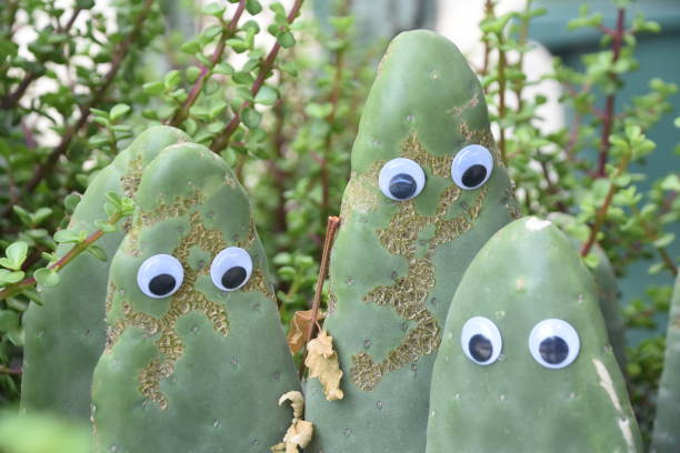 istock A leaf of a cactus with eyes 968231820
