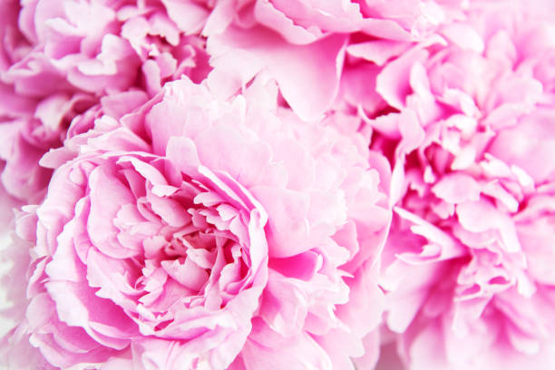 istock Beauty pink peony flowers 968232026