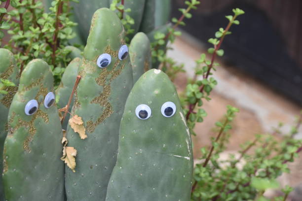 istock A leaf of a cactus with eyes 968232200