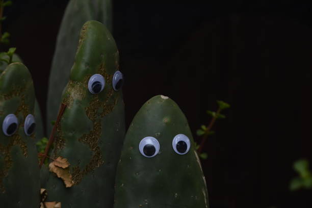 istock A leaf of a cactus with eyes 968232264