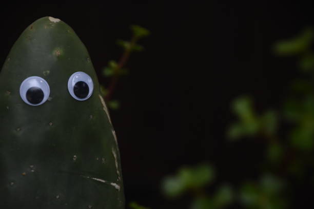 istock A leaf of a cactus with eyes 968232310