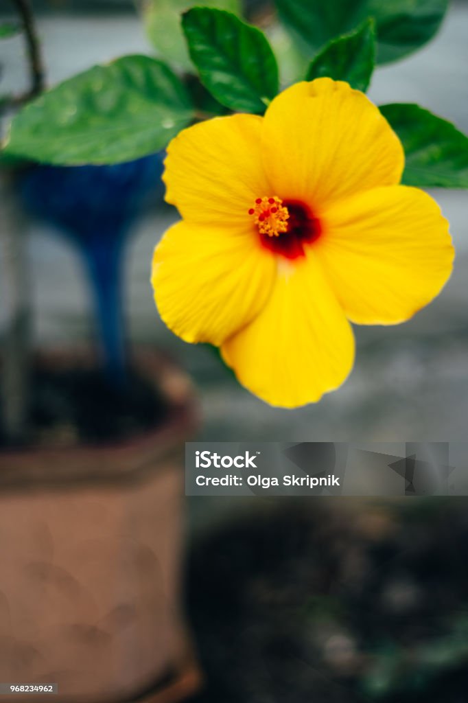 Foto de Flor Havaiana Cachoeira Hibiscus Brackenridgei Havaí Flor Amarela  Com Um Pilão Vermelho Símbolo e mais fotos de stock de Amarelo - iStock