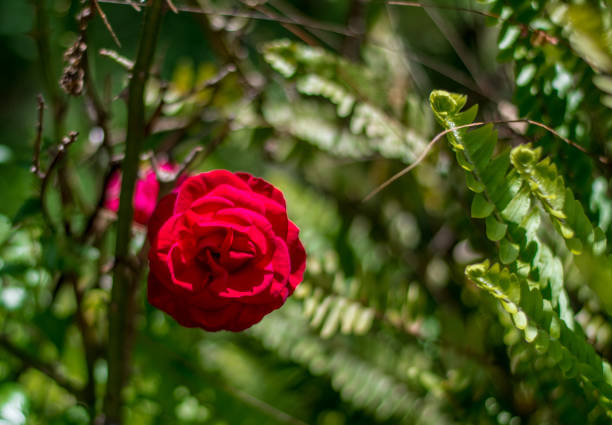 Closeup of red rose in a meadow in a sunny morning of spring