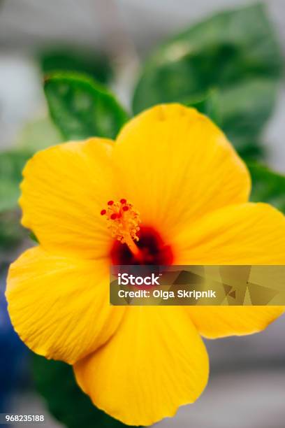 Foto de Flor Havaiana Cachoeira Hibiscus Brackenridgei Havaí Flor Amarela  Com Um Pilão Vermelho Símbolo e mais fotos de stock de Amarelo - iStock