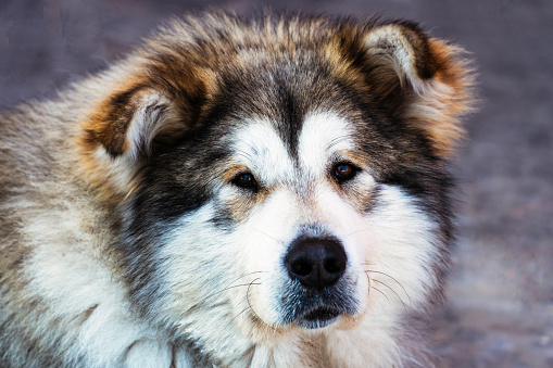 Portrait of a big dog mongrel closeup