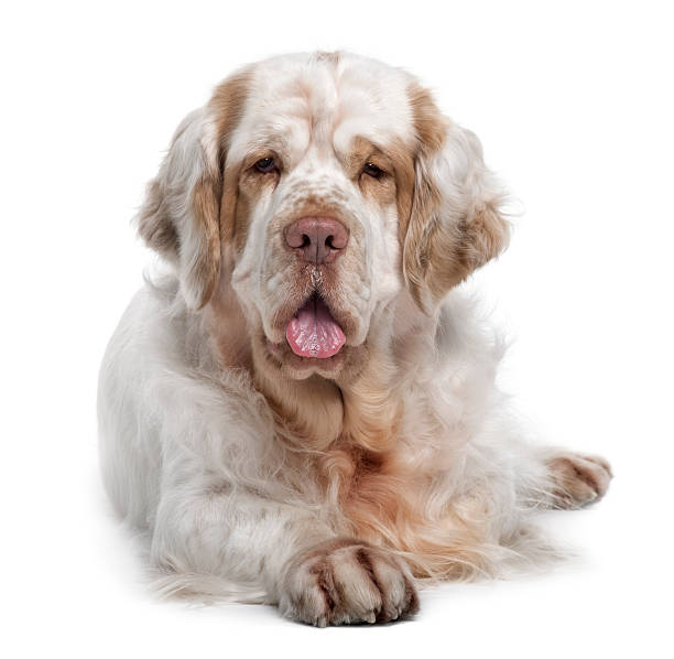 Clumber Spaniel dog lying down, panting and looking the camera  spaniel stock pictures, royalty-free photos & images