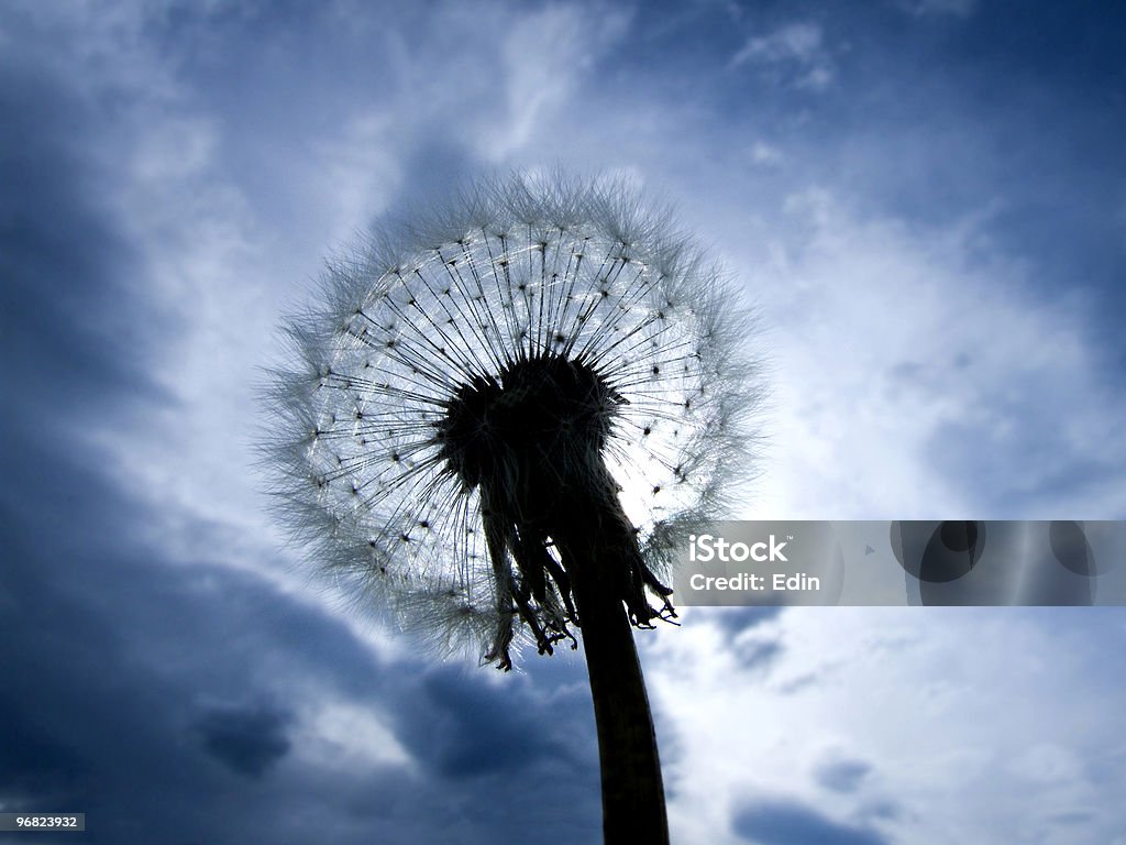 The blowball  Animal Family Stock Photo