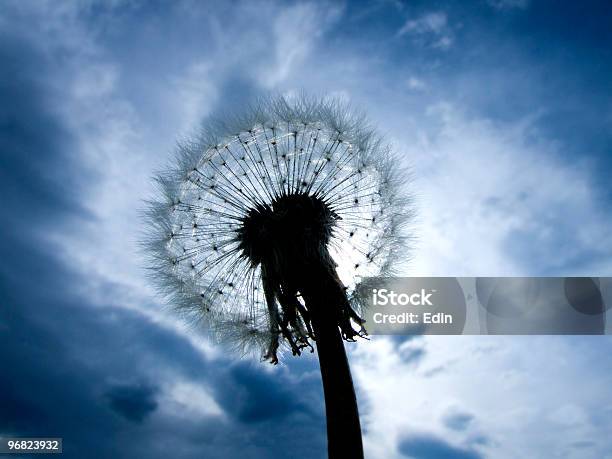 The Blowball Stock Photo - Download Image Now - Animal Family, April, Blossom