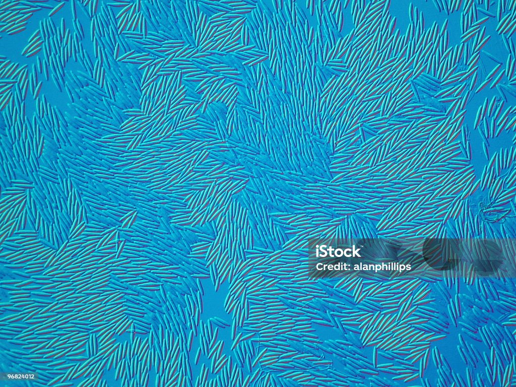 Photomicrograph de fungo esporos com uma coloração azul geral - Foto de stock de Alta Magnificação royalty-free