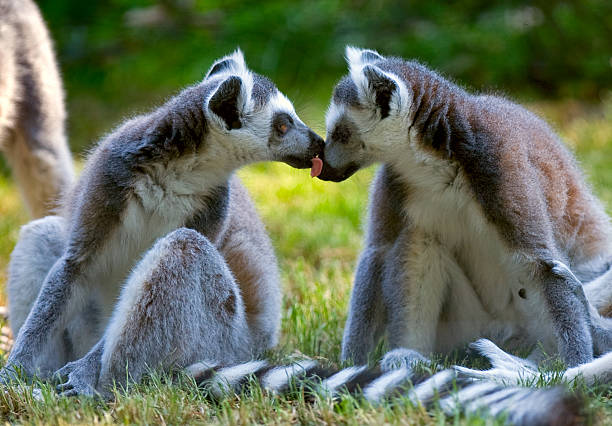 Group of cute ring-tailed lemurs stock photo