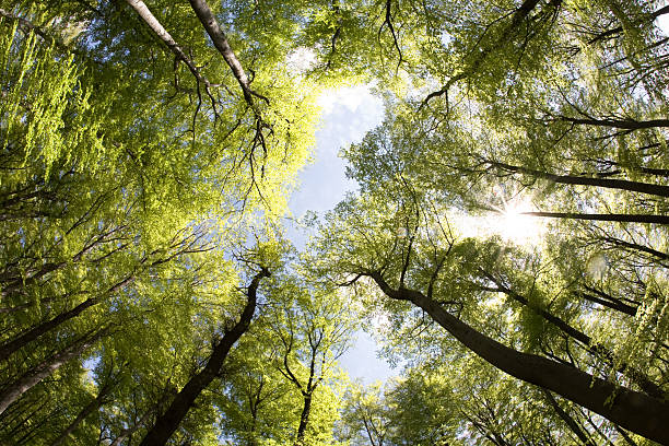 beech forest - american beech zdjęcia i obrazy z banku zdj�ęć